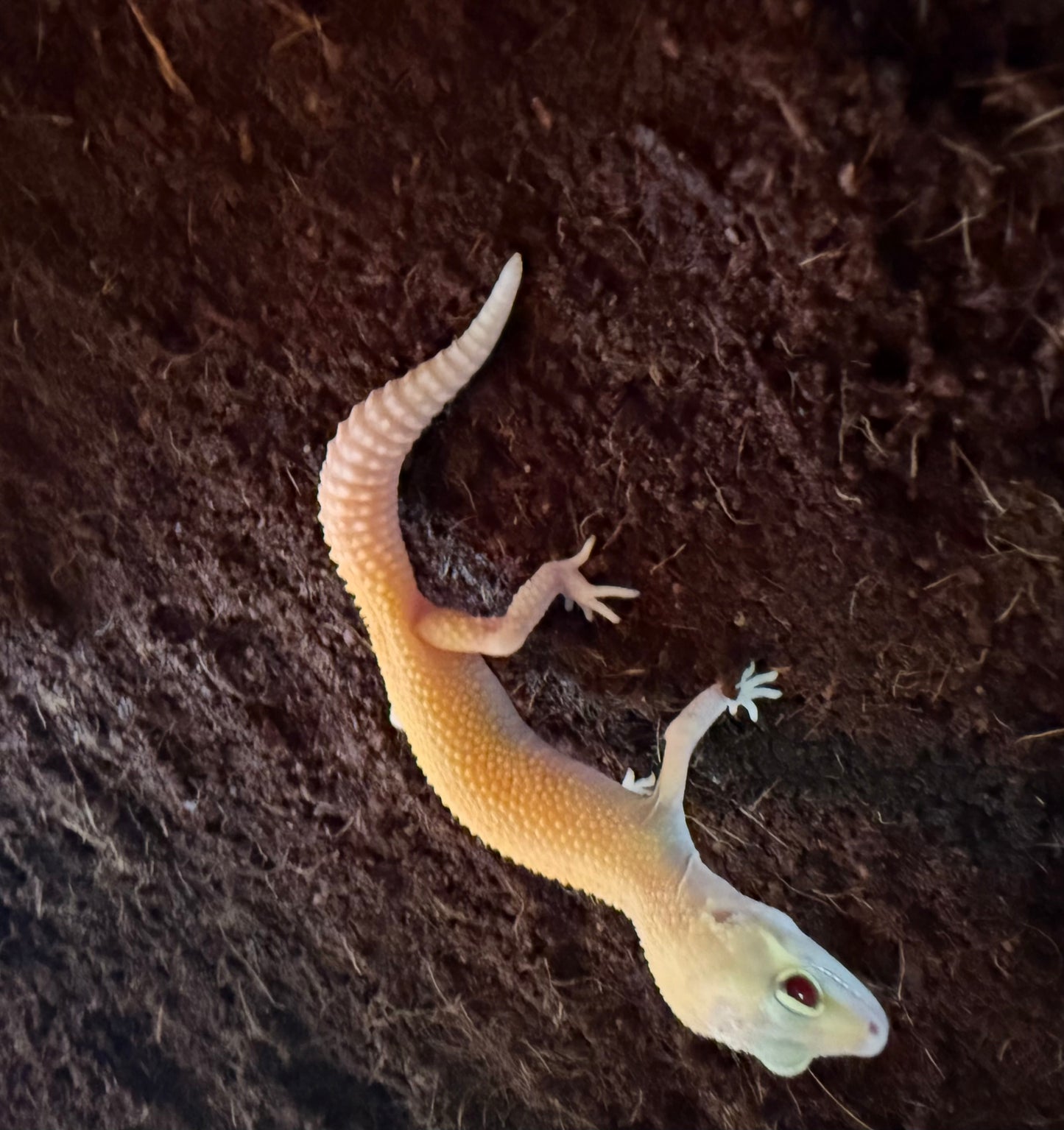 Leopard Gecko