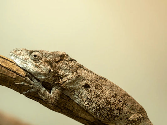 Cuban False Chameleons - Female, Juvenile