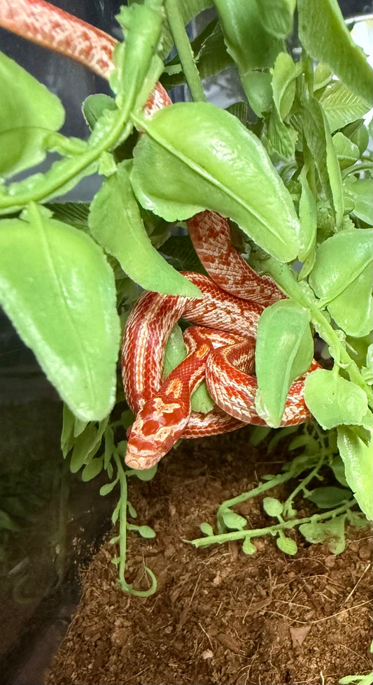 Corn Snake