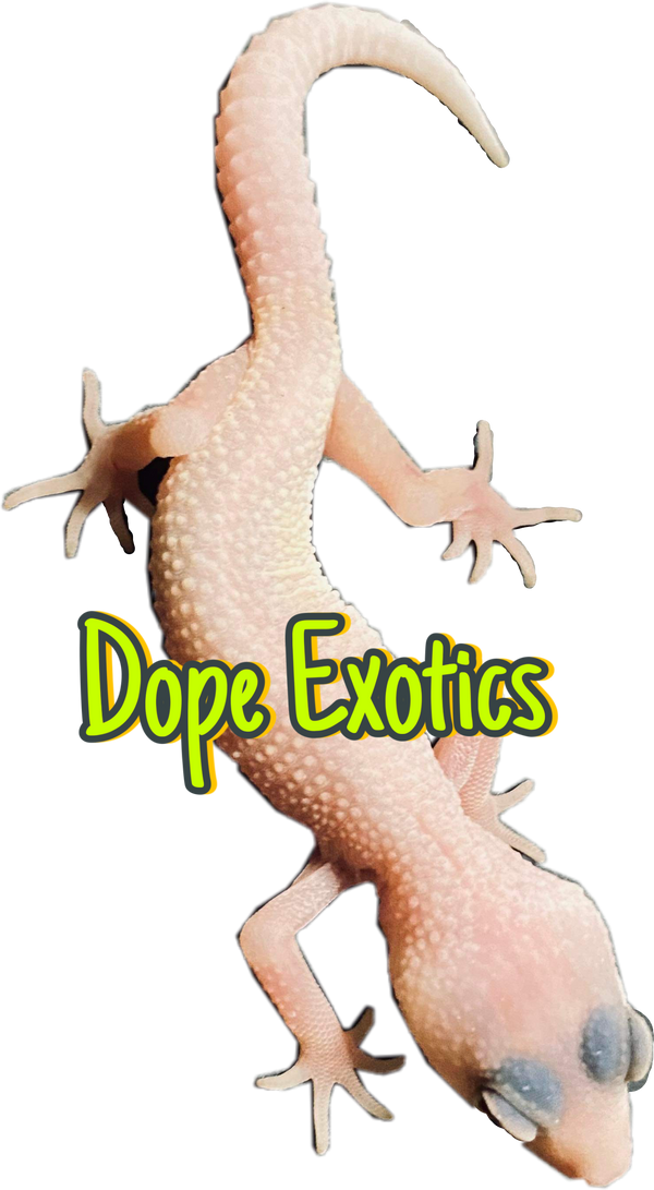 Dope Exotics Reptiles