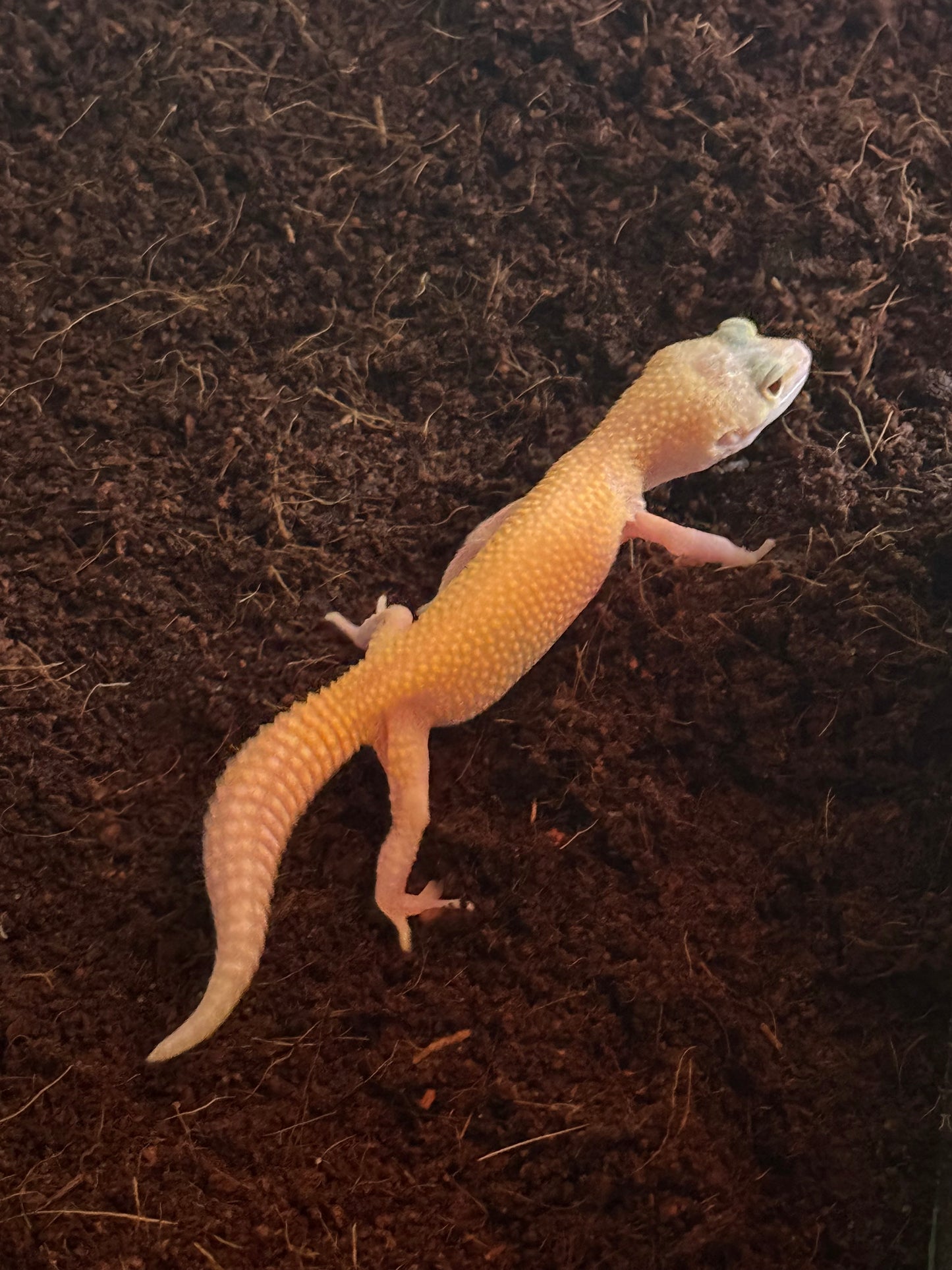 Leopard Gecko