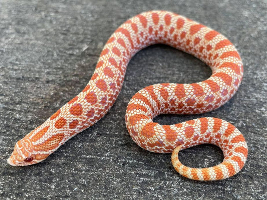 Albino Western Hognose - Juvenile