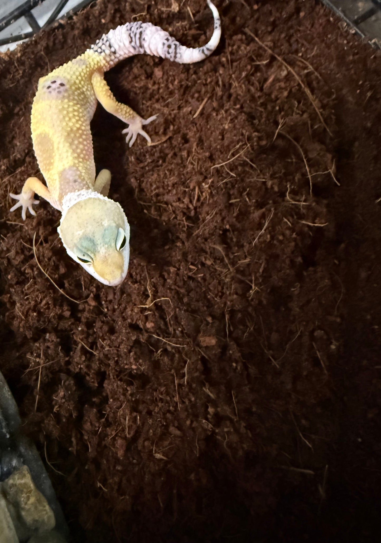 Leopard Gecko