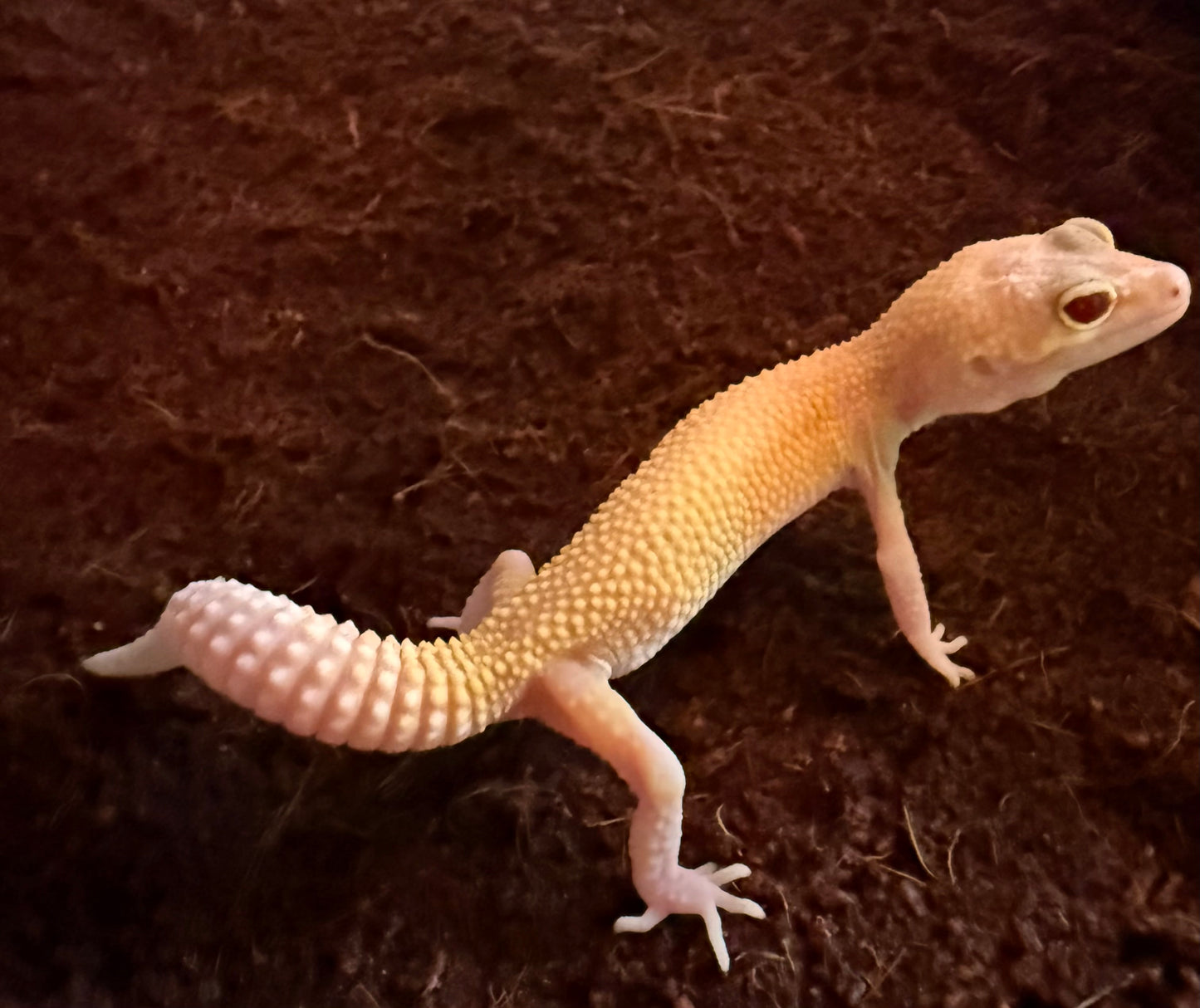 Leopard Gecko