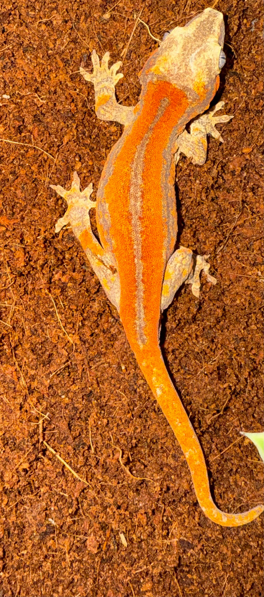 Gargoyle Gecko