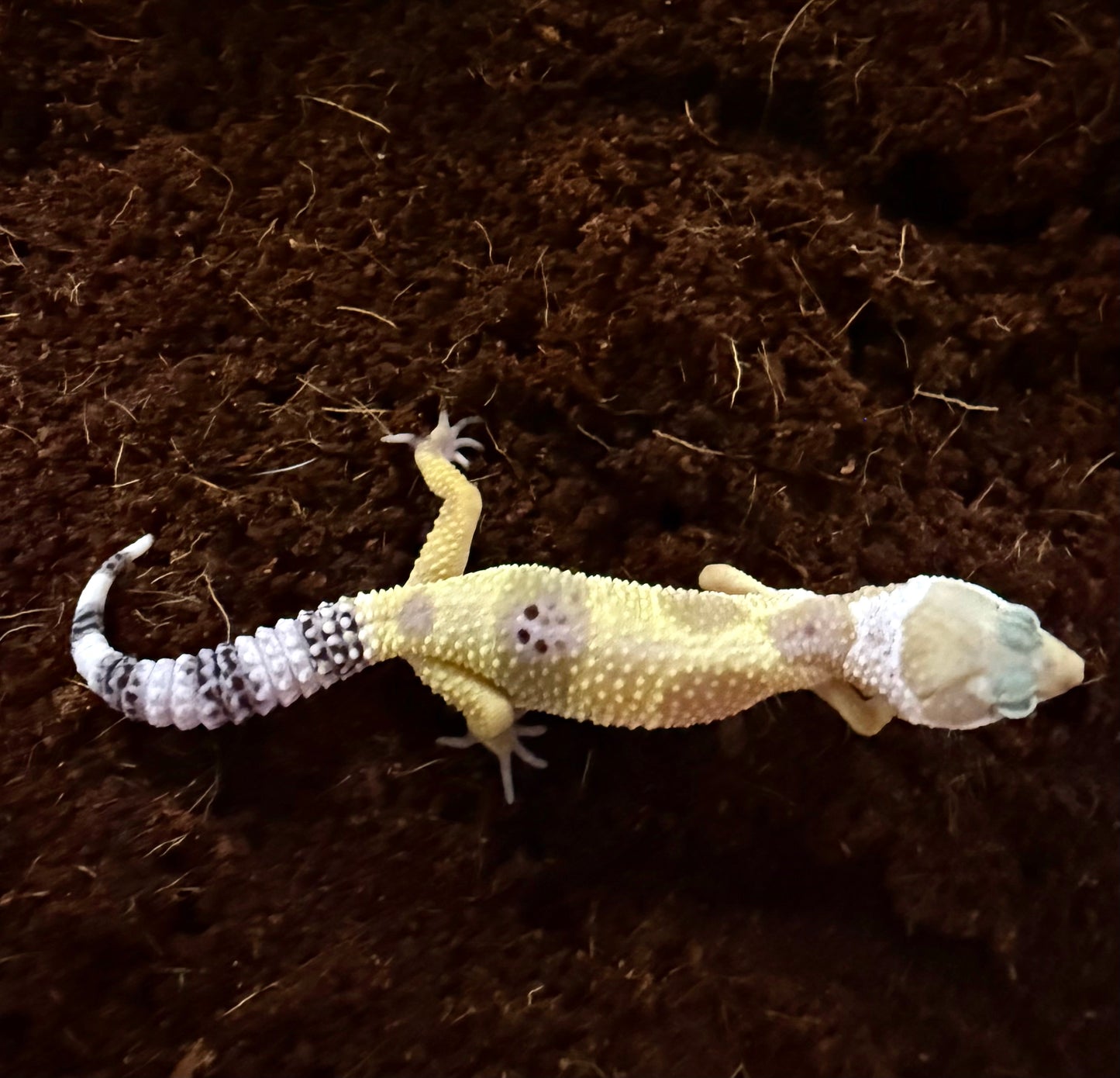 Leopard Gecko