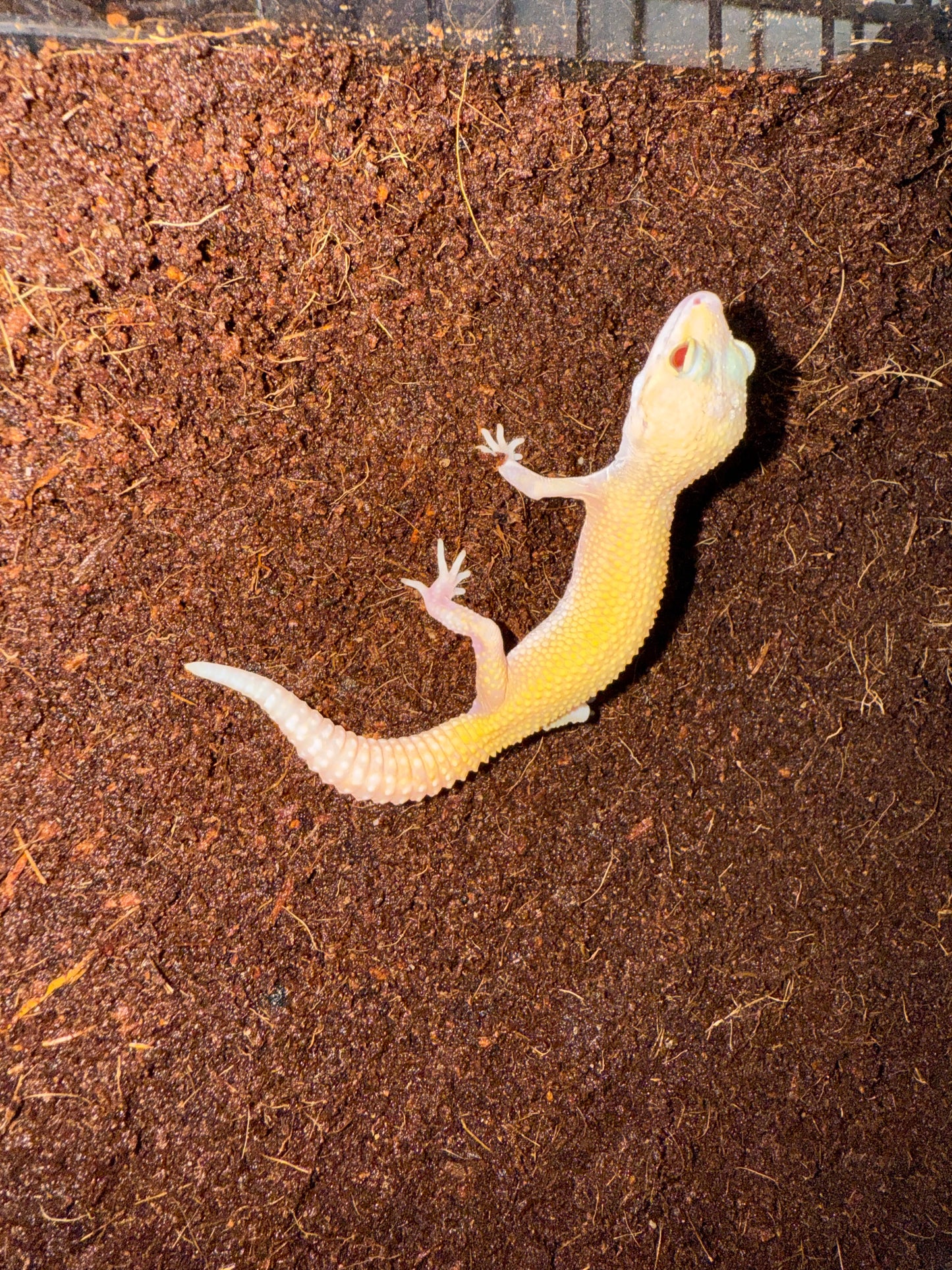 Leopard Gecko