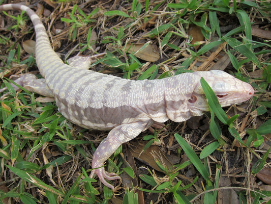 Albino Blue Tegu - Female, Adult