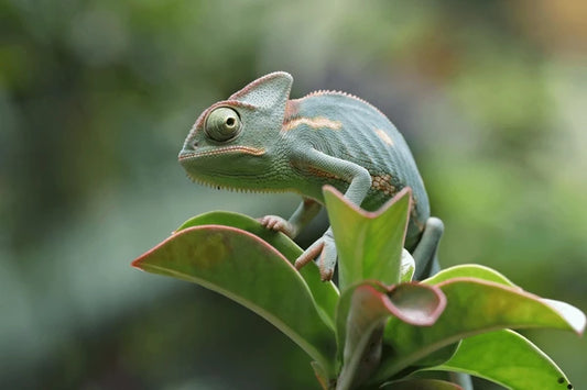 Baby Veiled Chameleon