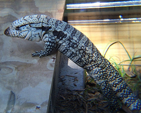 Blue Tegu - Adult