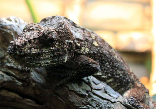 Cuban False Chameleon - Male, Juvenile