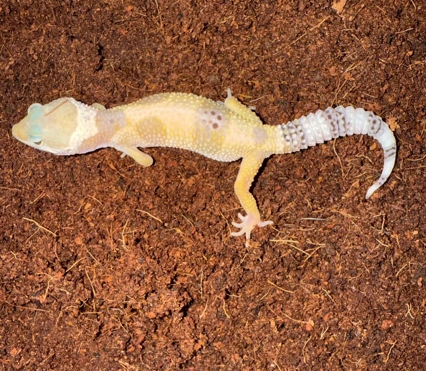 Leopard Gecko