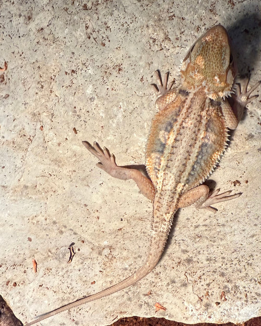 Bearded Dragon - Female