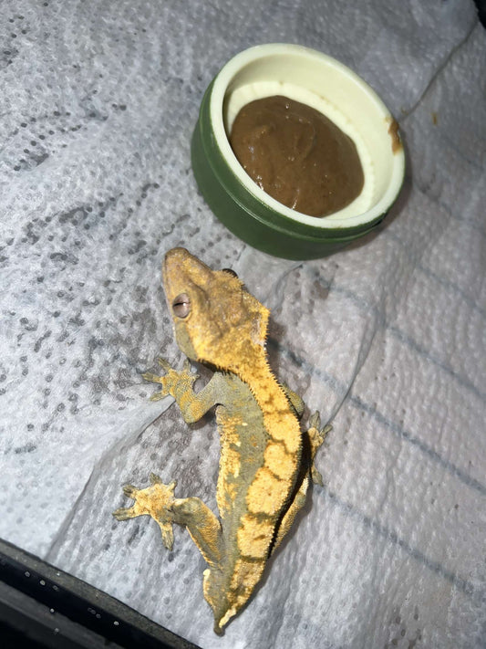 Crested Gecko