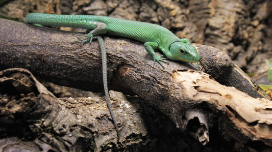 Female-Green Keeled Lizard-Juvinile