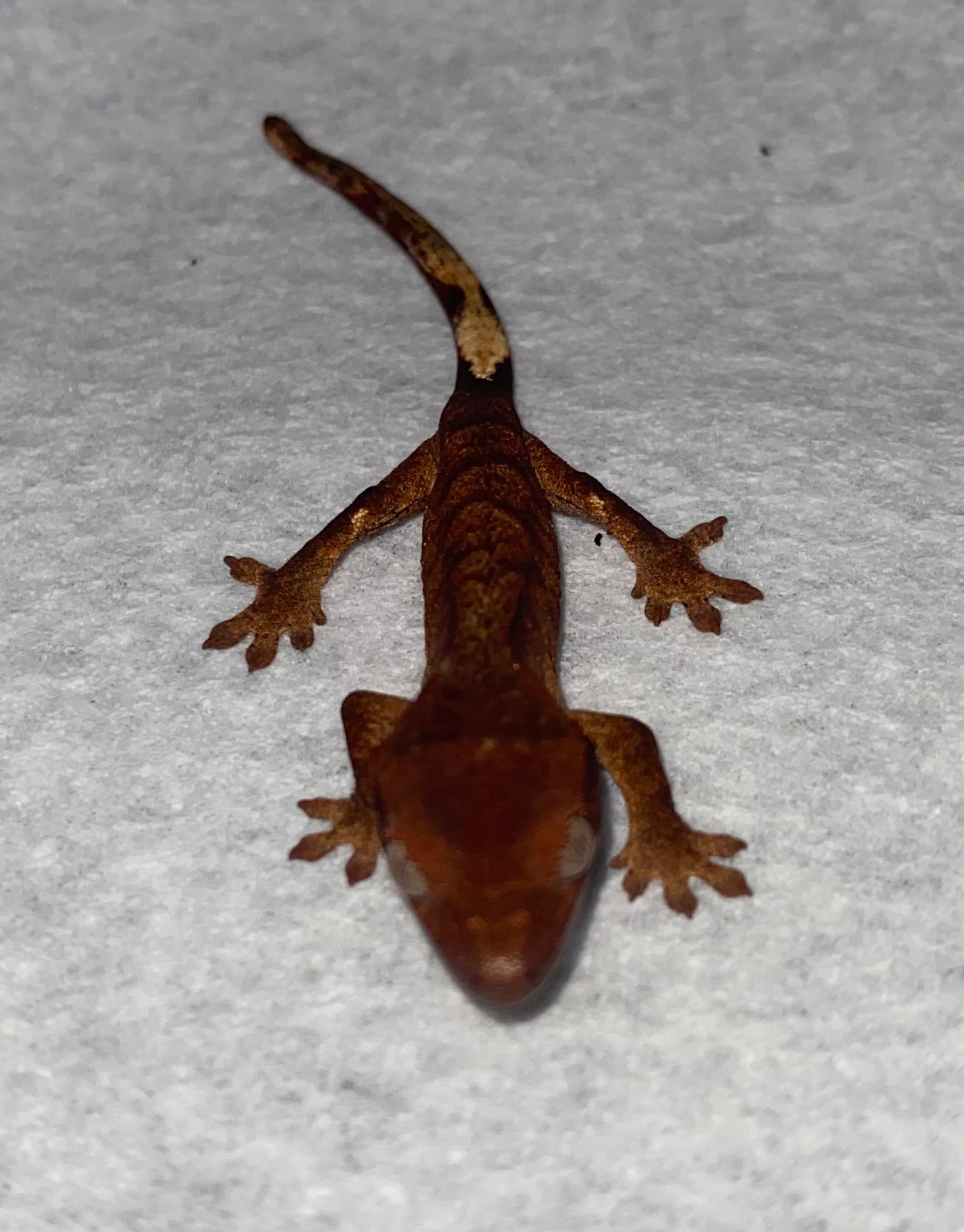 Crested Gecko