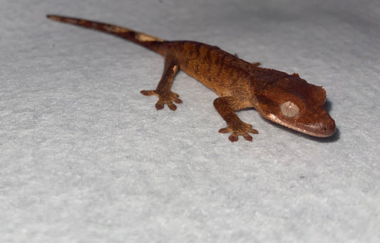 Crested Gecko