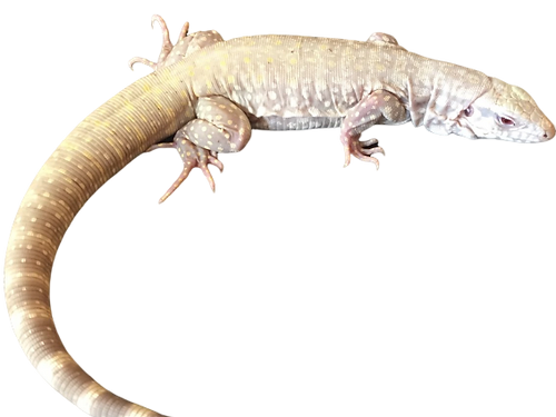 Albino Blue Tegu - Male, Adult